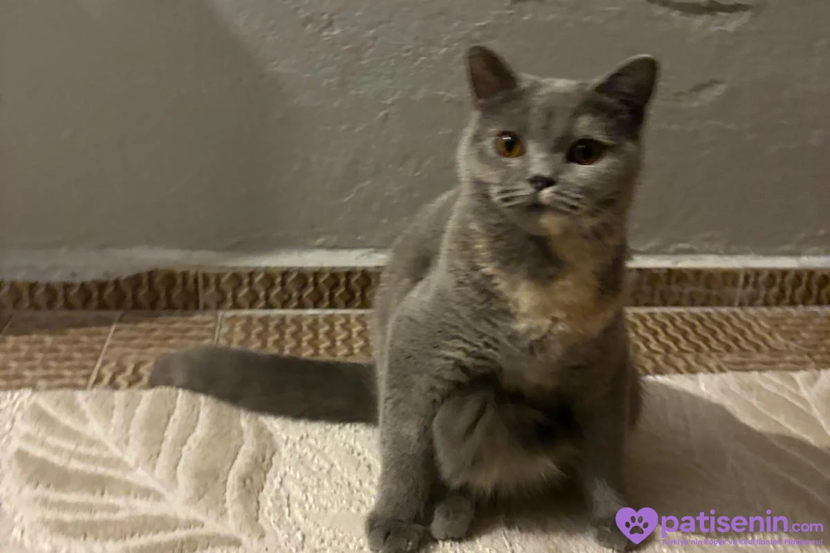 Safkan British Shorthair Dişi Kedimiz (ÜCRETSİZ) 3