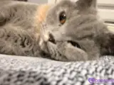 Safkan British Shorthair Dişi Kedimiz (ÜCRETSİZ)