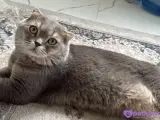 3 yaşında çok sakin uyumlu