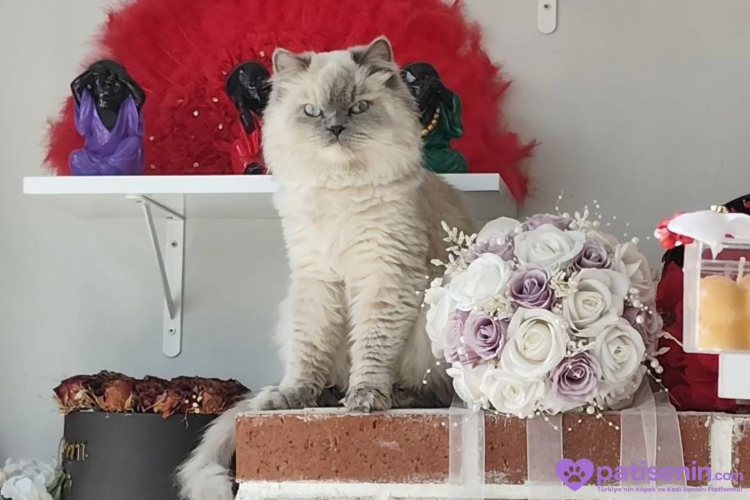 Kedi persian 3