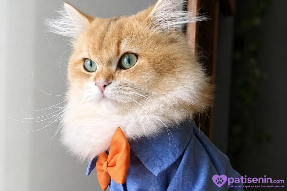 Safkan British Longhair Kedimiz Acil Yuva Arıyor 1