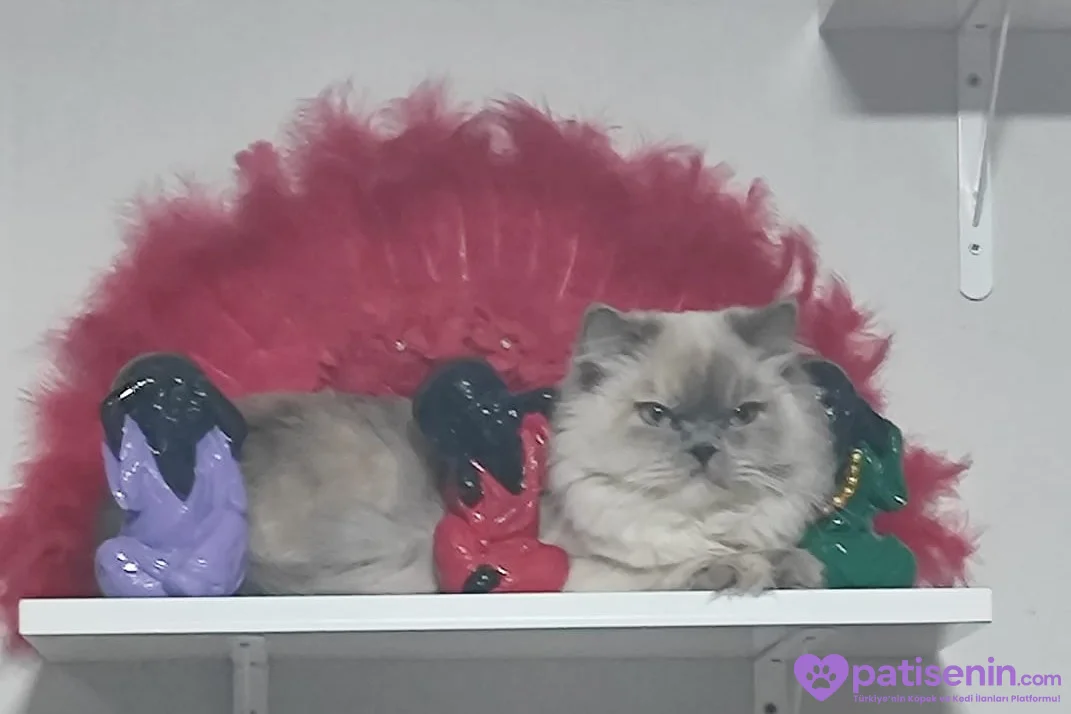 Kedi persian 2
