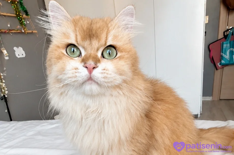 Safkan British Longhair Kedimiz Acil Yuva Arıyor 2