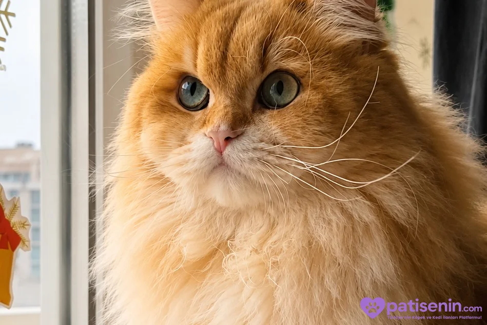 Safkan British Longhair Kedimiz Acil Yuva Arıyor 8