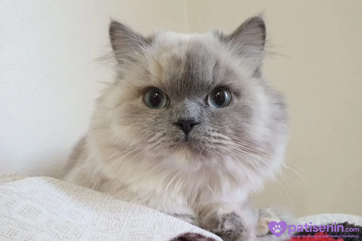 Kedi persian 4