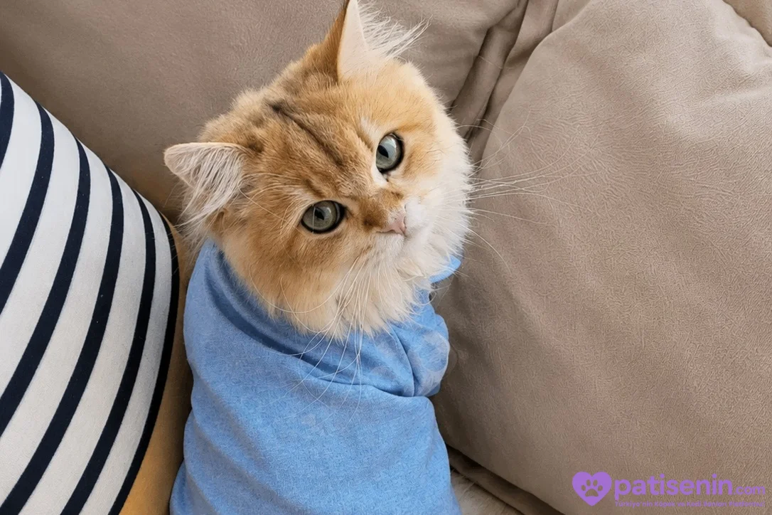 Safkan British Longhair Kedimiz Acil Yuva Arıyor 6