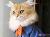 Safkan British Longhair Kedimiz Acil Yuva Arıyor