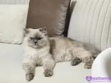 Kedi persian