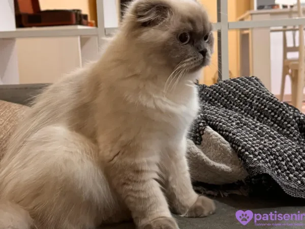 9 aylık scottish fold kedimize yuva arıyoruz.