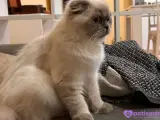 9 aylık scottish fold kedimize yuva arıyoruz.