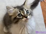 Çok iyi sağlık durumu mama ve yas mama cok sever haşlanmış yumurta yer