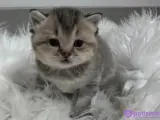 Golden brtish shorthair ozel yavrumuz