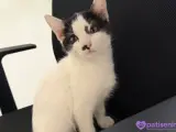 2 aydan küçük yavru tekir