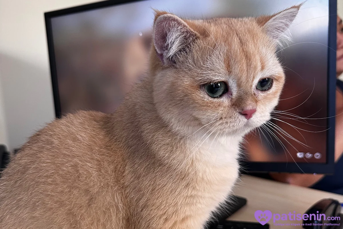 British Shorthair Golden 1