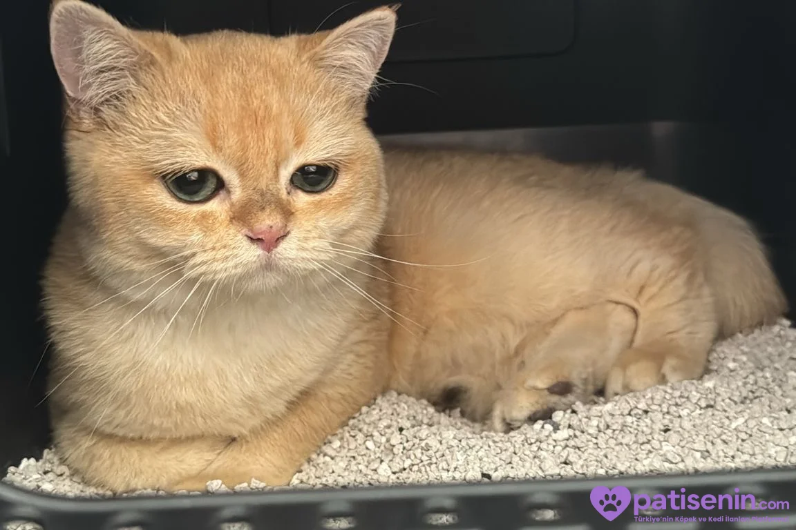 British Shorthair Golden 4