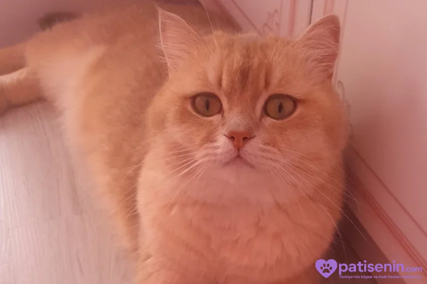 🐾 2 Yaşındaki Kedimize Sevgi Dolu Bir Yuva Arıyoruz 🏡❤️ 1