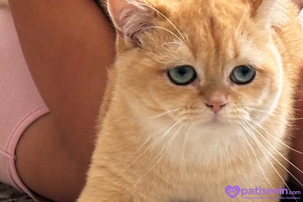 British Shorthair Golden 2