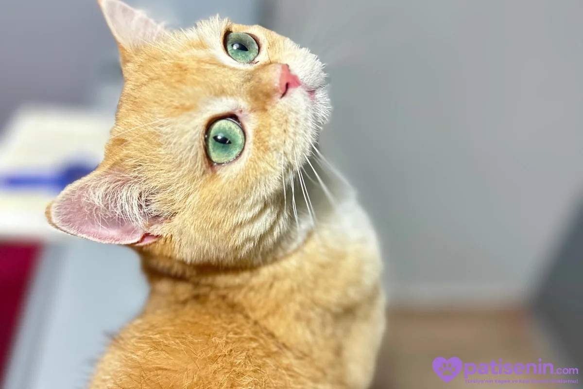 British Shorthair Golden 3