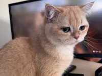 British Shorthair Golden