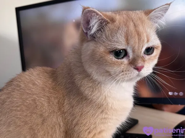 British Shorthair Golden