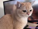 British Shorthair Golden