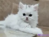3 aylık erkek british longhair