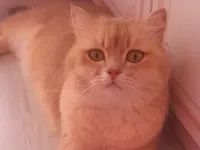 🐾 2 Yaşındaki Kedimize Sevgi Dolu Bir Yuva Arıyoruz 🏡❤️