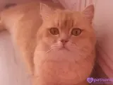 🐾 2 Yaşındaki Kedimize Sevgi Dolu Bir Yuva Arıyoruz 🏡❤️