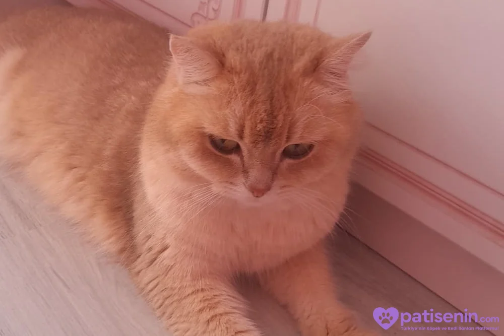 🐾 2 Yaşındaki Kedimize Sevgi Dolu Bir Yuva Arıyoruz 🏡❤️ 2