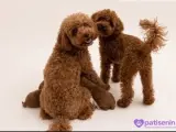 TOY POODLE DİŞİ