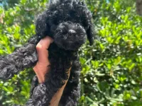 2.5 aylık Safkan Toy poodle oglumuz