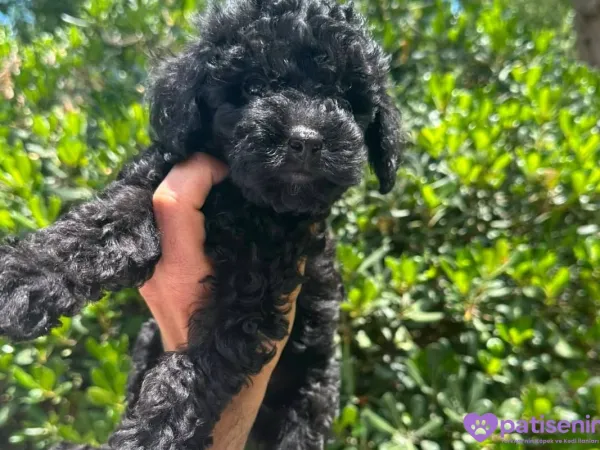 2.5 aylık Safkan Toy poodle oglumuz