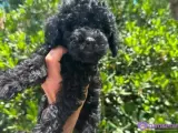 2.5 aylık Safkan Toy poodle oglumuz