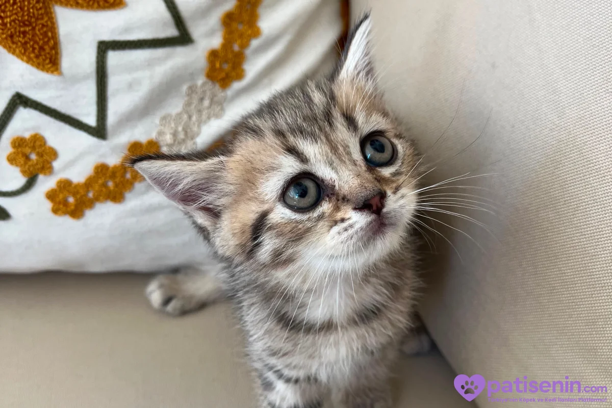 🐾 YUVASINI ARAYAN MİNİK PATİLER 🐾 3