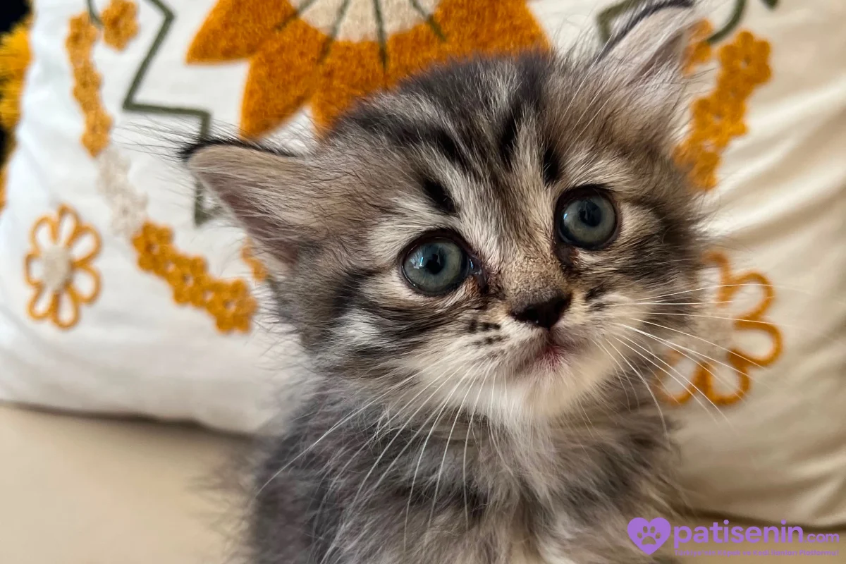 🐾 YUVASINI ARAYAN MİNİK PATİLER 🐾 4