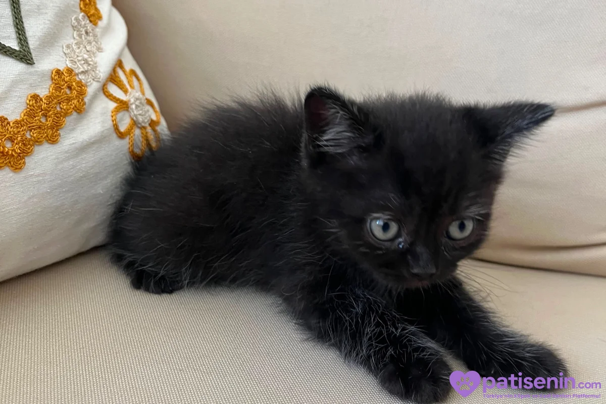 🐾 YUVASINI ARAYAN MİNİK PATİLER 🐾 5