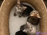 🐾 YUVASINI ARAYAN MİNİK PATİLER 🐾