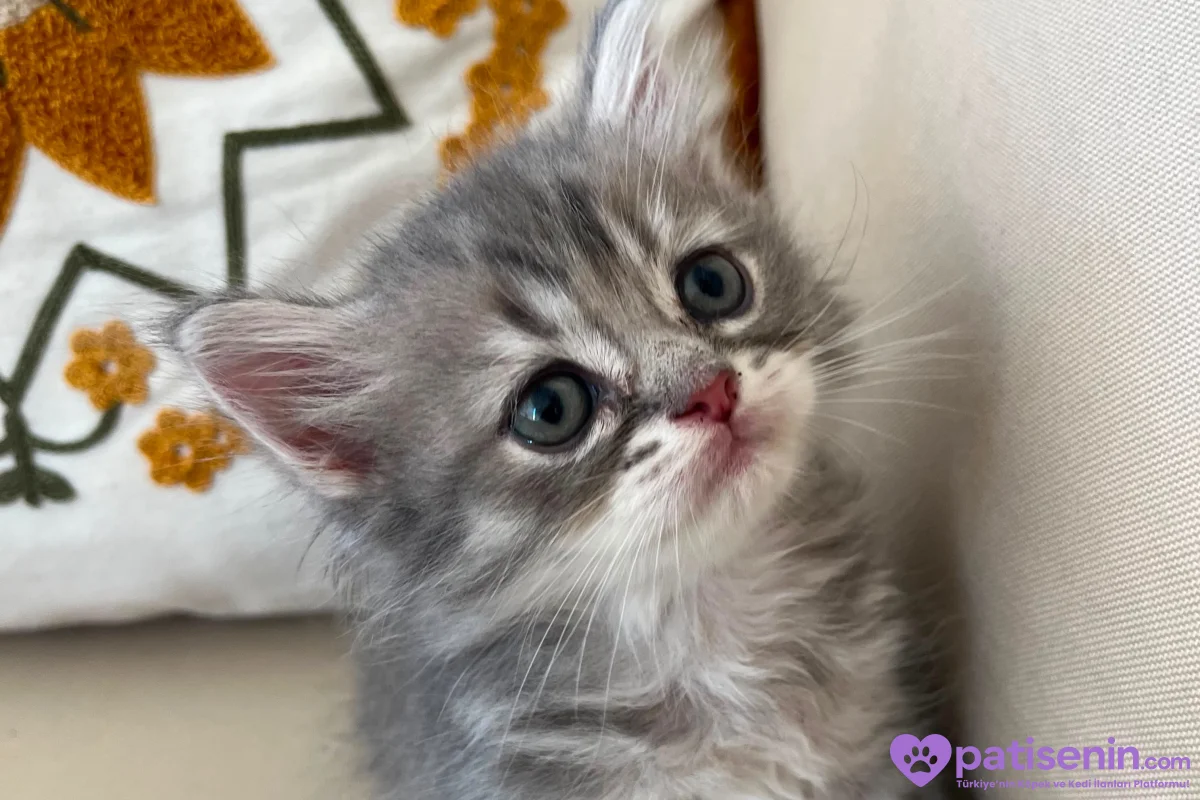 🐾 YUVASINI ARAYAN MİNİK PATİLER 🐾 2