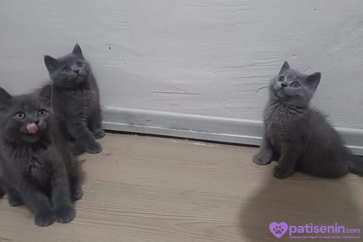 2 aylık kedilerim yeni yuvalarını arıyor 1