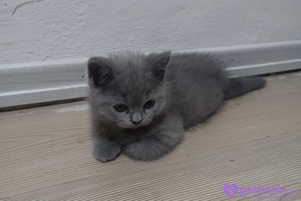 2 aylık kedilerim yeni yuvalarını arıyor 3