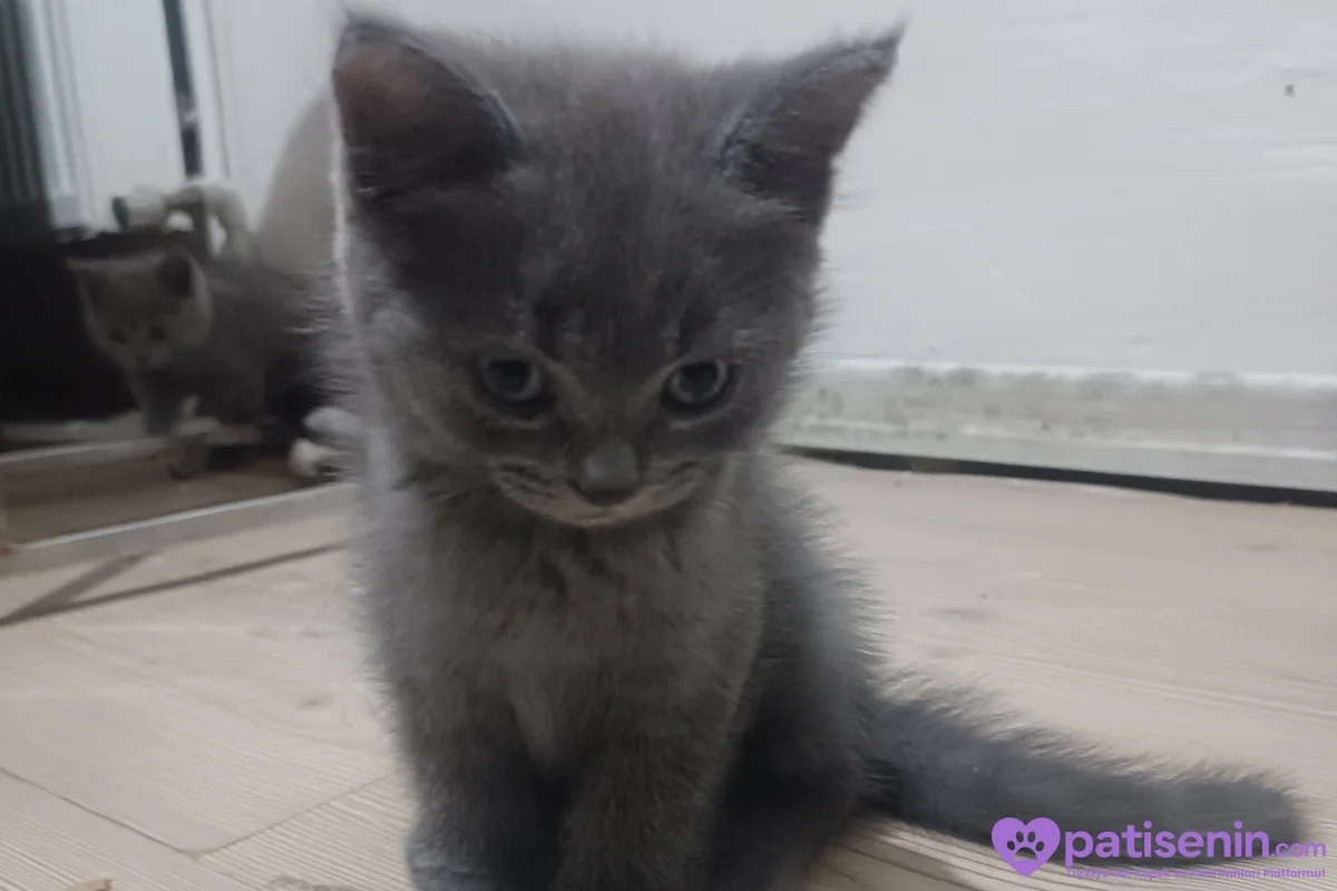 2 aylık kedilerim yeni yuvalarını arıyor 5