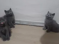 2 aylık kedilerim yeni yuvalarını arıyor