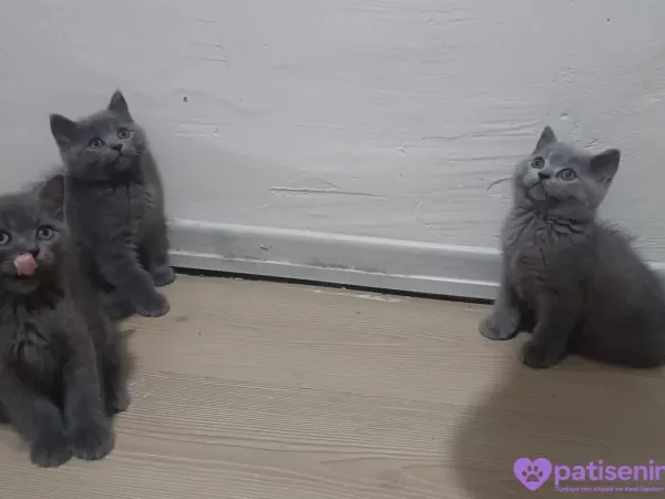 2 aylık kedilerim yeni yuvalarını arıyor