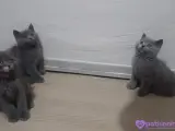 2 aylık kedilerim yeni yuvalarını arıyor
