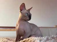 Oyuncu Sphynx Kedimiz Çok Sevecen