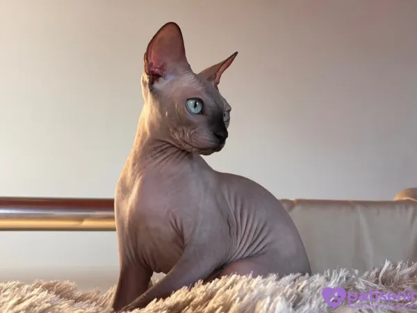 Oyuncu Sphynx Kedimiz Çok Sevecen