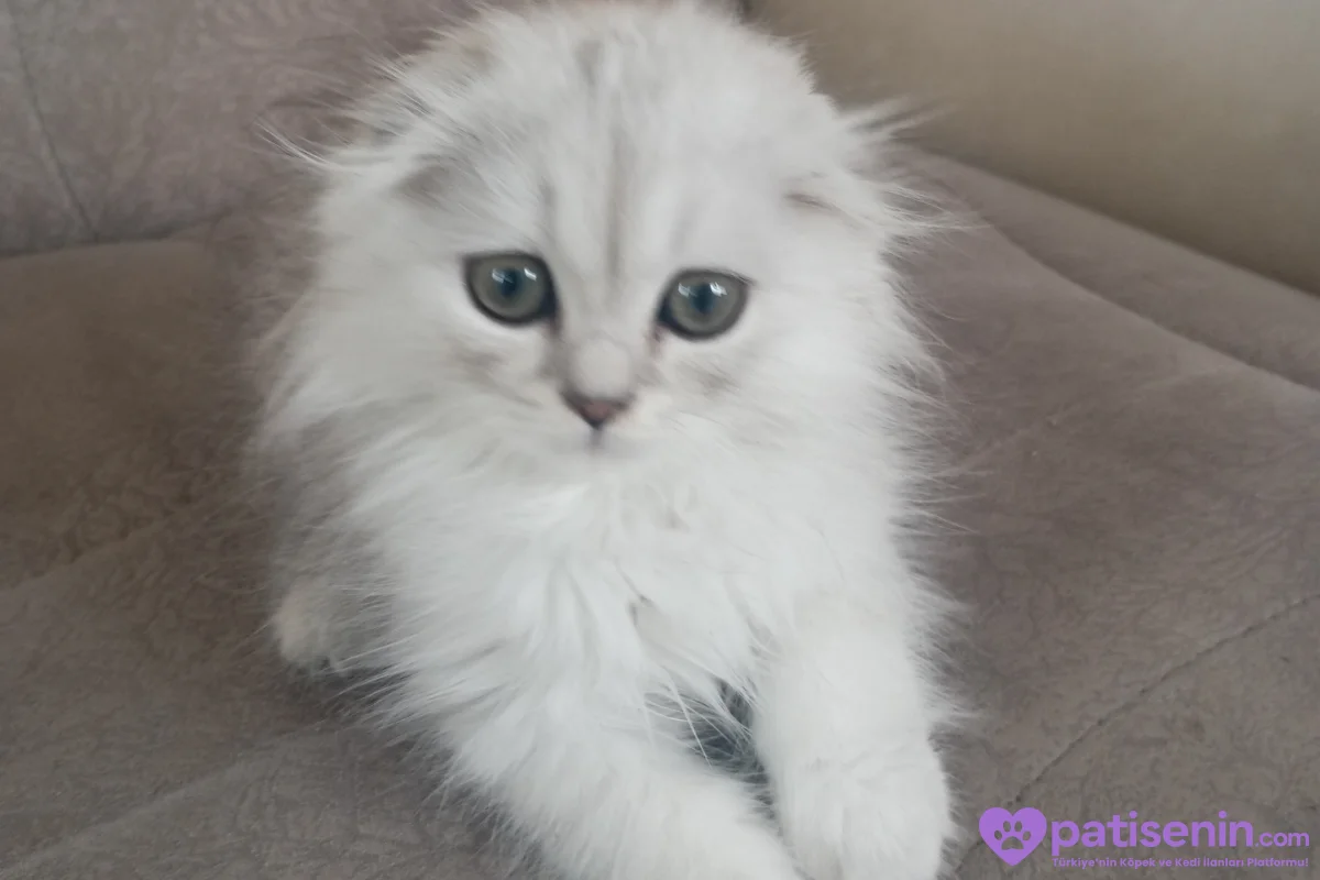 Scottish longhair erkek 1
