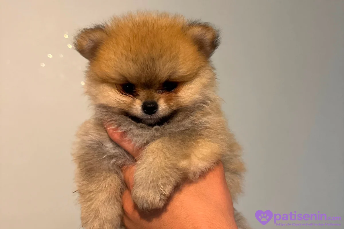 POMERANİAN BOO (AYI SURAT) 5
