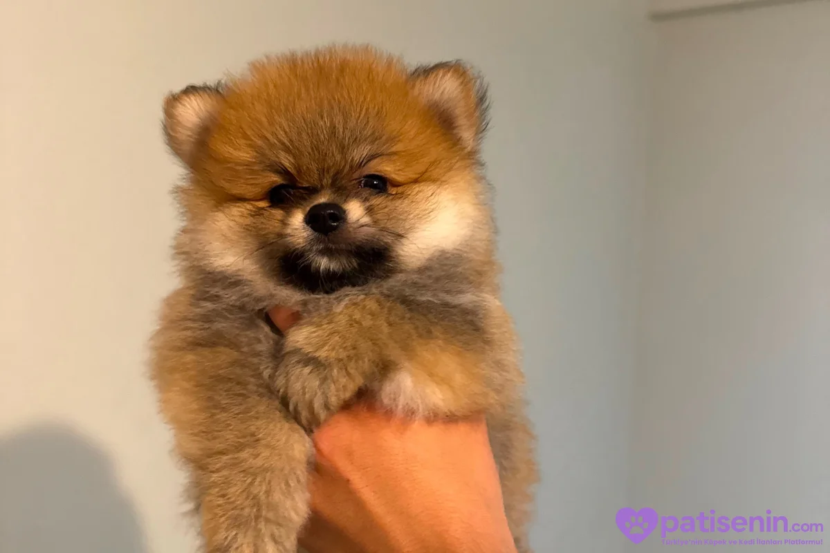 POMERANİAN BOO (AYI SURAT) 4