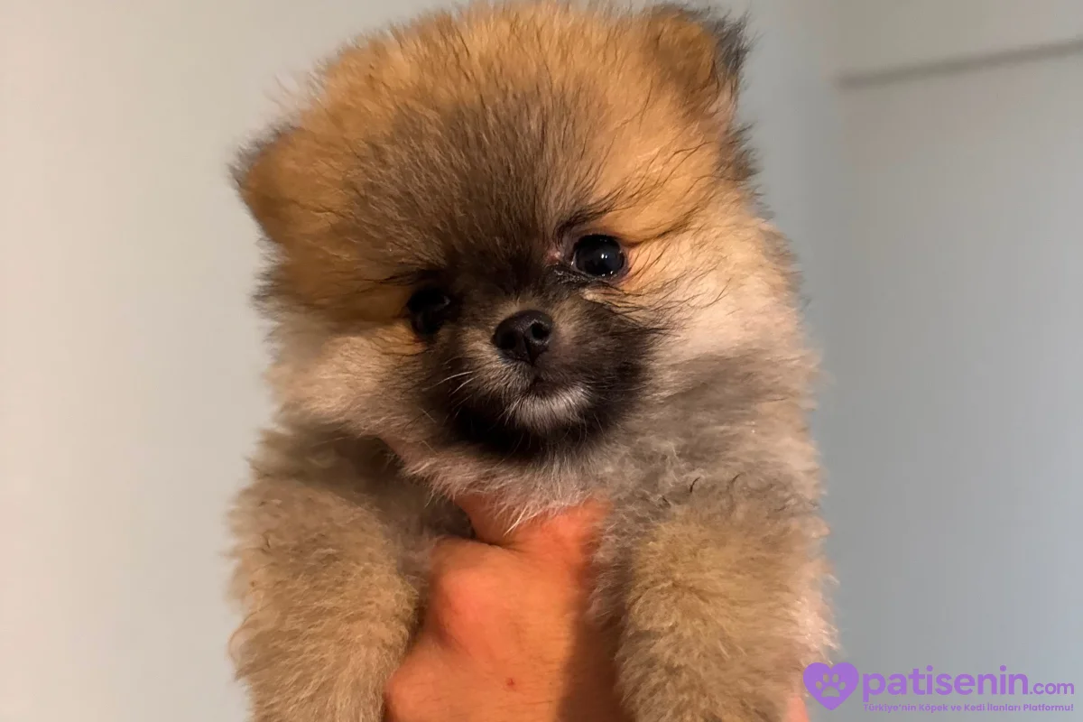 POMERANİAN BOO (AYI SURAT) 2